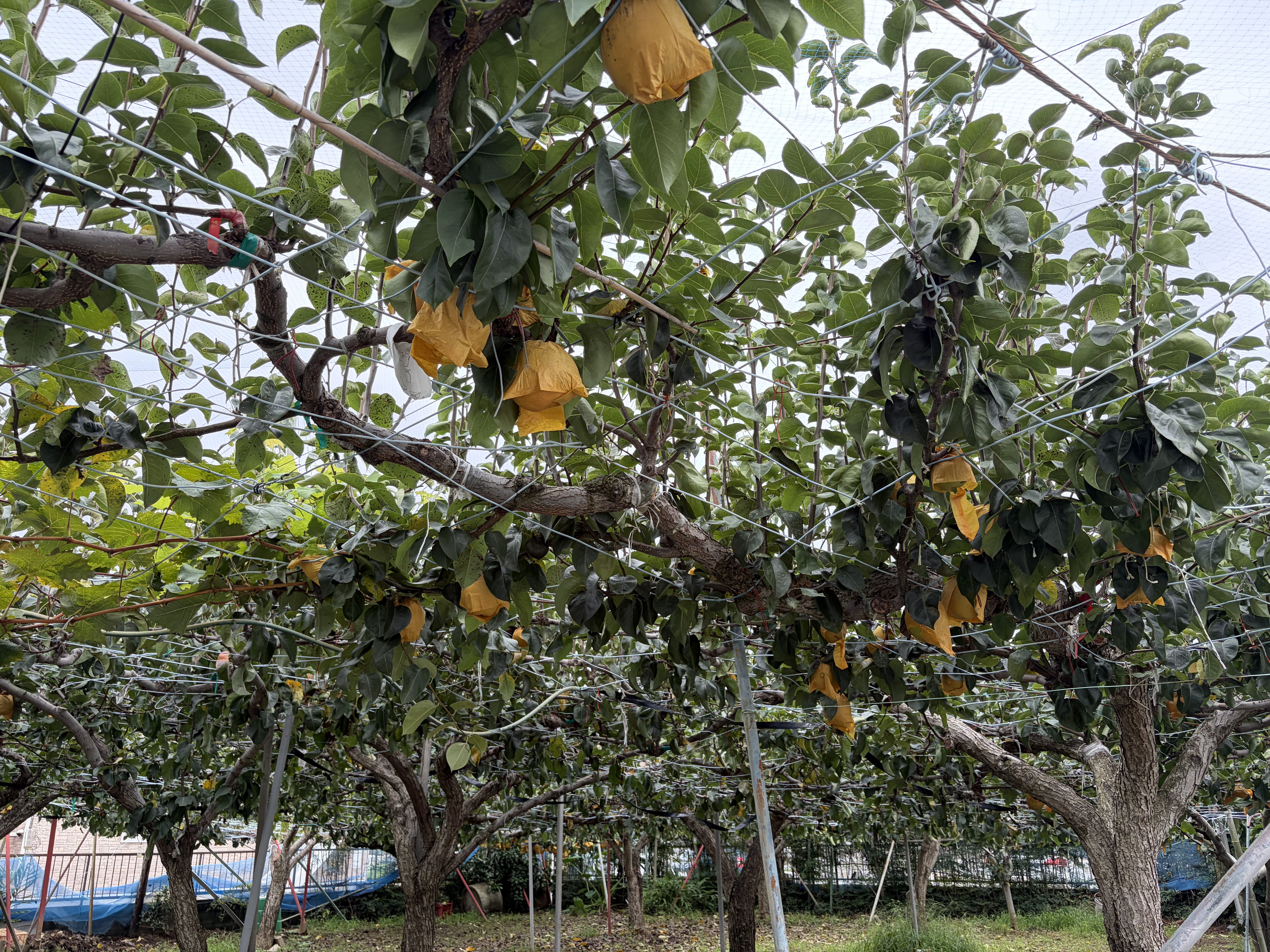 pear